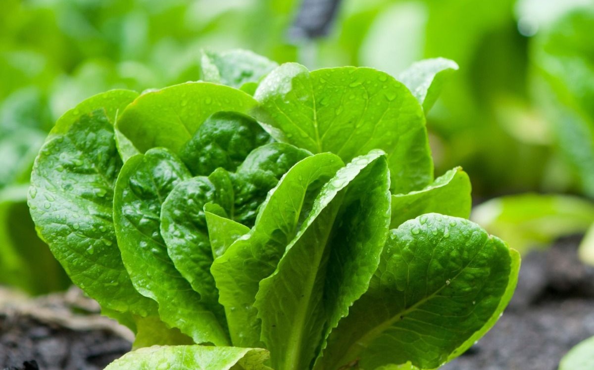 Romansallad, 8 påsar á 300-500g