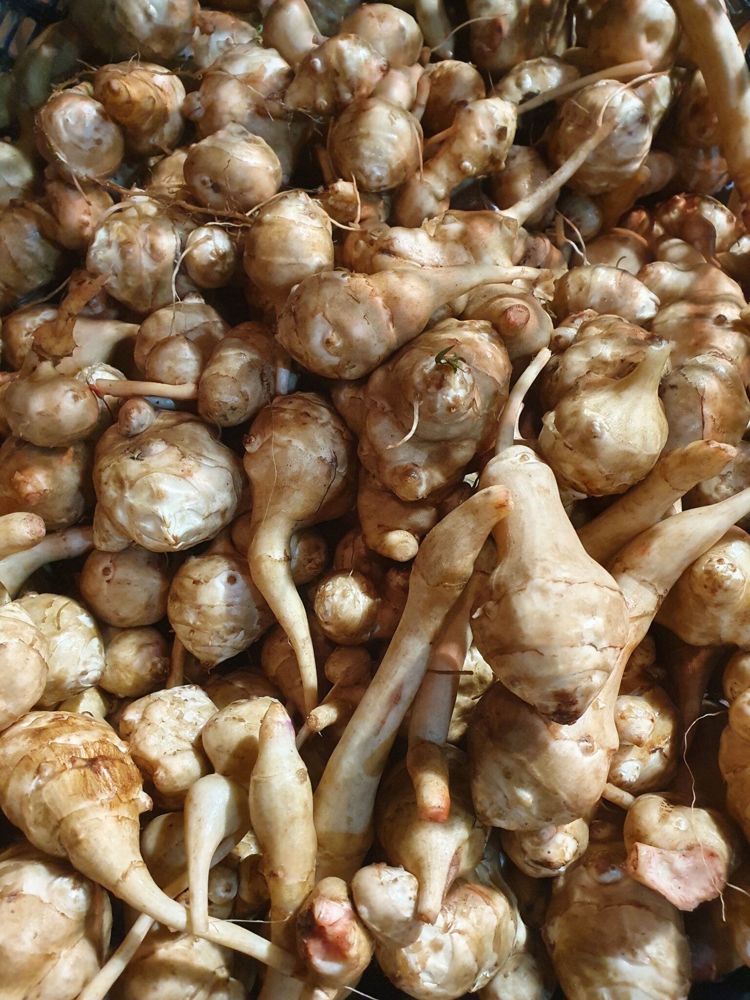 Jordärtskockor lösvikt 15 kg/låda